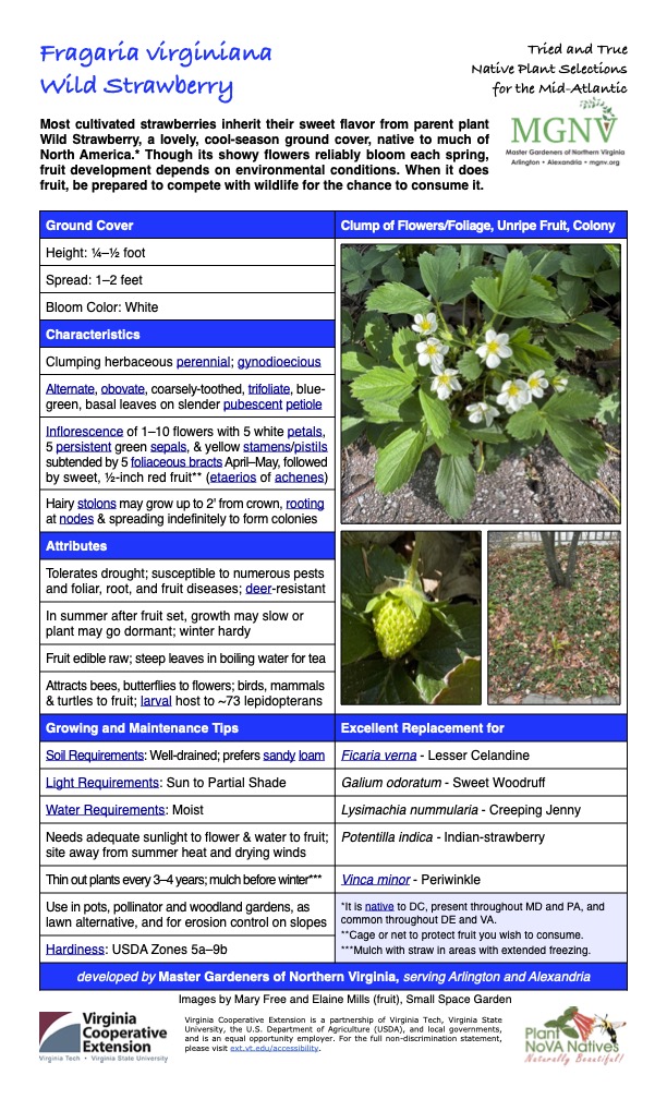 Fragaria virginiana Wild Strawberry
Tried and True Native Plant Selections for the Mid-Atlantic
Most cultivated strawberries inherit their sweet flavor from parent plant Wild Strawberry, a lovely, cool-season ground cover, native to much of North America.* Though its showy flowers reliably bloom each spring, fruit development depends on environmental conditions. When it does fruit, be prepared to compete with wildlife for the chance to consume it.
Ground Cover Clump of Flowers/Foliage, Unripe Fruit, Colony
Height: 1⁄4–1⁄2 foot
Spread: 1–2 feet
Bloom Color: White
Characteristics
Clumping herbaceous perennial; gynodioecious
Alternate, obovate, coarsely-toothed, trifoliate, blue- green, basal leaves on slender pubescent petiole
Inflorescence of 1–10 flowers with 5 white petals, 5 persistent green sepals, & yellow stamens/pistils subtended by 5 foliaceous bracts April–May, followed by sweet, 1⁄2-inch red fruit** (etaerios of achenes)
Hairy stolons may grow up to 2' from crown, rooting at nodes & spreading indefinitely to form colonies
Attributes
Tolerates drought; susceptible to numerous pests and foliar, root, and fruit diseases; deer-resistant
In summer after fruit set, growth may slow or plant may go dormant; winter hardy
Fruit edible raw; steep leaves in boiling water for tea
Attracts bees, butterflies to flowers; birds, mammals & turtles to fruit; larval host to ~73 lepidopterans
Growing and Maintenance Tips
Soil Requirements: Well-drained; prefers sandy loam
Excellent Replacement for
Ficaria verna - Lesser Celandine
Light Requirements: Sun to Partial Shade
Galium odoratum - Sweet Woodruff
Water Requirements: Moist
Lysimachia nummularia - Creeping Jenny
Needs adequate sunlight to flower & water to fruit; site away from summer heat and drying winds
Thin out plants every 3–4 years; mulch before winter***
Potentilla indica - Indian-strawberry
Vinca minor - Periwinkle
Use in pots, pollinator and woodland gardens, as lawn alternative, and for erosion control on slopes
Hardiness: USDA Zones 5a–9b
*It is native to DC, present throughout MD and PA, and common throughout DE and VA.
**Cage or net to protect fruit you wish to consume. ***Mulch with straw in areas with extended freezing.
developed by Master Gardeners of Northern Virginia, serving Arlington and Alexandria
Images by Mary Free and Elaine Mills (fruit), Small Space Garden