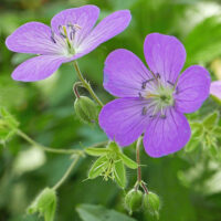 Geranium maculatum (wild geranium) flowers with obovate petals