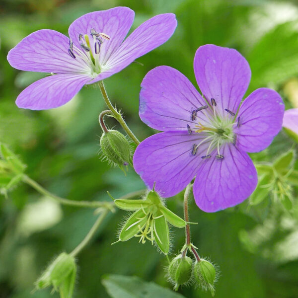 Geranium maculatum (wild geranium) flowers with obovate petals
