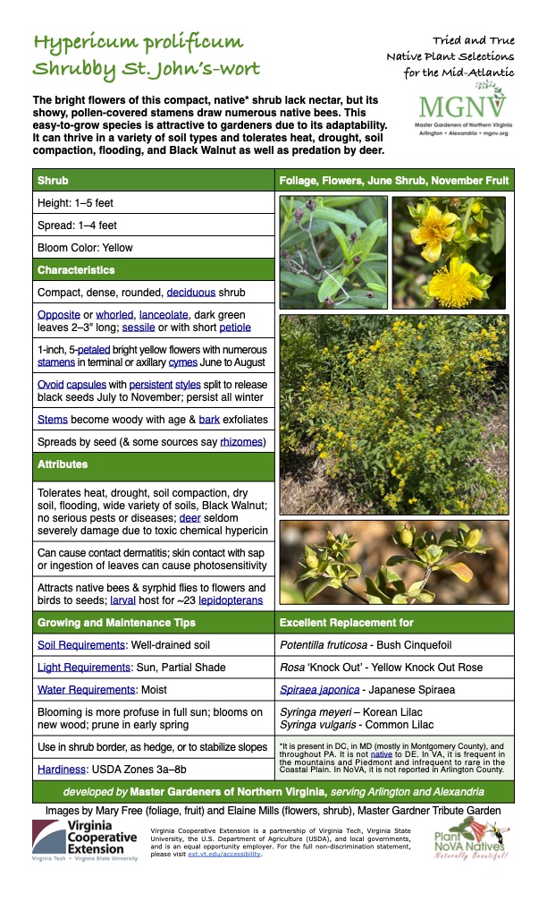 Hypericum prolificum Shrubby St. John’s-wort Tried and True Native Plant Selections for the Mid-Atlantic The bright flowers of this compact, native* shrub lack nectar, but its showy, pollen-covered stamens draw numerous native bees. This easy-to-grow species is attractive to gardeners due to its adaptability. It can thrive in a variety of soil types and tolerates heat, drought, soil compaction, flooding, and Black Walnut as well as predation by deer. Shrub Foliage, Flowers, June Shrub, November Fruit Height: 1–5 feet Spread: 1–4 feet Bloom Color: Yellow Characteristics Compact, dense, rounded, deciduous shrub Opposite or whorled, lanceolate, dark green leaves 2–3" long; sessile or with short petiole 1-inch, 5-petaled bright yellow flowers with numerous stamens in terminal or axillary cymes June to August Ovoid capsules with persistent styles split to release black seeds July to November; persist all winter Stems become woody with age & bark exfoliates Spreads by seed (& some sources say rhizomes) Attributes Tolerates heat, drought, soil compaction, dry soil, flooding, wide variety of soils, Black Walnut; no serious pests or diseases; deer seldom severely damage due to toxic chemical hypericin Can cause contact dermatitis; skin contact with sap or ingestion of leaves can cause photosensitivity Attracts native bees & syrphid flies to flowers and birds to seeds; larval host for ~23 lepidopterans Growing and Maintenance Tips Excellent Replacement for Soil Requirements: Well-drained soil Potentilla fruticosa - Bush Cinquefoil Light Requirements: Sun, Partial Shade Rosa ‘Knock Out’ - Yellow Knock Out Rose Water Requirements: Moist Spiraea japonica - Japanese Spiraea Blooming is more profuse in full sun; blooms on new wood; prune in early spring Syringa meyeri – Korean Lilac Syringa vulgaris - Common Lilac Use in shrub border, as hedge, or to stabilize slopes *It is present in DC, in MD (mostly in Montgomery County), and throughout PA. It is not native to DE. In VA, it is frequent in the mountains and Piedmont and infrequent to rare in the Coastal Plain. In NoVA, it is not reported in Arlington County. Hardiness: USDA Zones 3a–8b developed by Master Gardeners of Northern Virginia, serving Arlington and Alexandria Images by Mary Free (foliage, fruit) and Elaine Mills (flowers, shrub), Master Gardner Tribute Garden