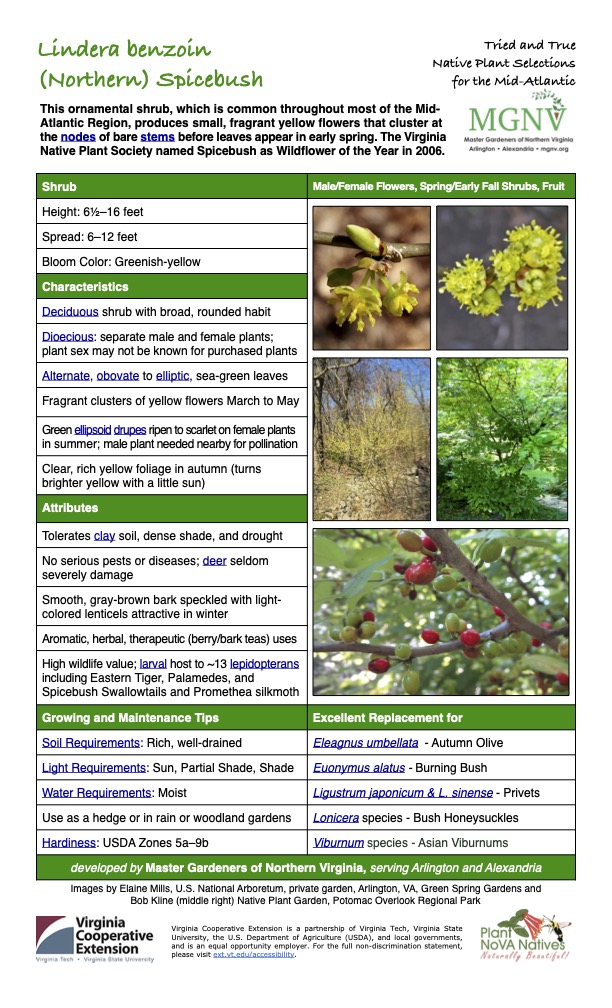 Lindera benzoin
Tried and True Native Plant Selections (Northern) Spicebush for the Mid-Atlantic
This ornamental shrub, which is common throughout most of the Mid- Atlantic Region, produces small, fragrant yellow flowers that cluster at the nodes of bare stems before leaves appear in early spring. The Virginia Native Plant Society named Spicebush as Wildflower of the Year in 2006.
Shrub Male/Female Flowers, Spring/Early Fall Shrubs, Fruit
Height: 61⁄2–16 feet
Spread: 6–12 feet
Bloom Color: Greenish-yellow
Characteristics
Deciduous shrub with broad, rounded habit
Dioecious: separate male and female plants; plant sex may not be known for purchased plants
Alternate, obovate to elliptic, sea-green leaves
Fragrant clusters of yellow flowers March to May
Green ellipsoid drupes ripen to scarlet on female plants in summer; male plant needed nearby for pollination
Clear, rich yellow foliage in autumn (turns brighter yellow with a little sun)
Attributes
Tolerates clay soil, dense shade, and drought
No serious pests or diseases; deer seldom severely damage
Smooth, gray-brown bark speckled with light- colored lenticels attractive in winter
Aromatic, herbal, therapeutic (berry/bark teas) uses
High wildlife value; larval host to ~13 lepidopterans including Eastern Tiger, Palamedes, and Spicebush Swallowtails and Promethea silkmoth
Growing and Maintenance Tips
Soil Requirements: Rich, well-drained
Excellent Replacement for
Eleagnus umbellata - Autumn Olive
Light Requirements: Sun, Partial Shade, Shade
Water Requirements: Moist
Use as a hedge or in rain or woodland gardens
Euonymus alatus - Burning Bush
Ligustrum japonicum & L. sinense - Privets
Lonicera species - Bush Honeysuckles
Hardiness: USDA Zones 5a–9b
Viburnum species - Asian Viburnums
developed by Master Gardeners of Northern Virginia, serving Arlington and Alexandria
Images by Elaine Mills, U.S. National Arboretum, private garden, Arlington, VA, Green Spring Gardens and Bob Kline (middle right) Native Plant Garden, Potomac Overlook Regional Park