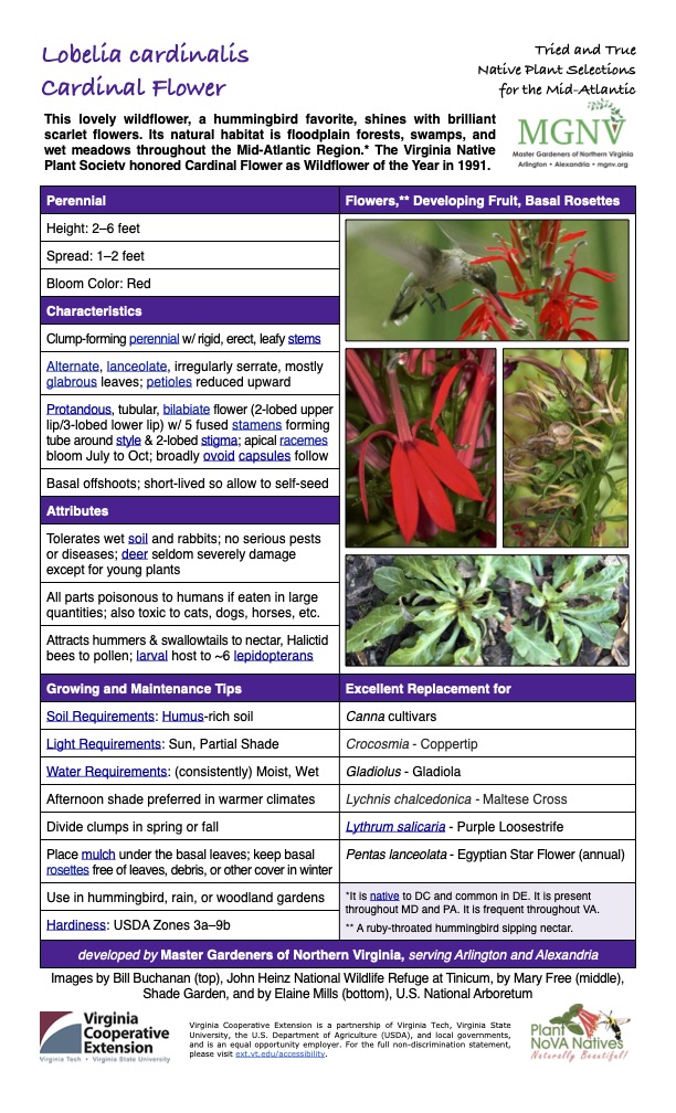 Tried and True Native Plant Selections Cardinal Flower for the Mid-Atlantic
This lovely wildflower, a hummingbird favorite, shines with brilliant scarlet flowers. Its natural habitat is floodplain forests, swamps, and wet meadows throughout the Mid-Atlantic Region.* The Virginia Native Plant Society honored Cardinal Flower as Wildflower of the Year in 1991.
Perennial Flowers,** Developing Fruit, Basal Rosettes
Height: 2–6 feet
Spread: 1–2 feet
Bloom Color: Red
Characteristics
Clump-forming perennial w/ rigid, erect, leafy stems
Alternate, lanceolate, irregularly serrate, mostly glabrous leaves; petioles reduced upward
Protandous, tubular, bilabiate flower (2-lobed upper lip/3-lobed lower lip) w/ 5 fused stamens forming tube around style & 2-lobed stigma; apical racemes bloom July to Oct; broadly ovoid capsules follow
Basal offshoots; short-lived so allow to self-seed
Attributes
Tolerates wet soil and rabbits; no serious pests or diseases; deer seldom severely damage except for young plants
All parts poisonous to humans if eaten in large quantities; also toxic to cats, dogs, horses, etc.
Attracts hummers & swallowtails to nectar, Halictid bees to pollen; larval host to ~6 lepidopterans
Growing and Maintenance Tips
Soil Requirements: Humus-rich soil
Light Requirements: Sun, Partial Shade
Excellent Replacement for
Canna cultivars
Crocosmia - Coppertip
Water Requirements: (consistently) Moist, Wet
Gladiolus - Gladiola
Afternoon shade preferred in warmer climates
Divide clumps in spring or fall
Place mulch under the basal leaves; keep basal rosettes free of leaves, debris, or other cover in winter
Lychnis chalcedonica - Maltese Cross
Lythrum salicaria - Purple Loosestrife
Pentas lanceolata - Egyptian Star Flower (annual)
Use in hummingbird, rain, or woodland gardens
Hardiness: USDA Zones 3a–9b
*It is native to DC and common in DE. It is present throughout MD and PA. It is frequent throughout VA.
** A ruby-throated hummingbird sipping nectar.
developed by Master Gardeners of Northern Virginia, serving Arlington and Alexandria
Images by Bill Buchanan (top), John Heinz National Wildlife Refuge at Tinicum, by Mary Free (middle), Shade Garden, and by Elaine Mills (bottom), U.S. National Arboretum