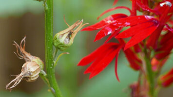 Lobelia cardinalis (Cardinal Flower) developing capsules and fading flowers in September.