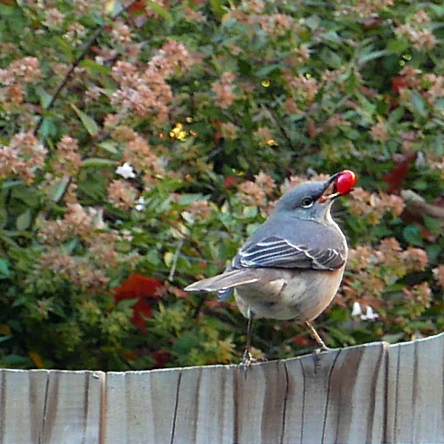 A northern mockingbird perches on a fence with a Lonicera sempervirens (trumpet honeysuckle) berry in its beak, with a blooming shrub in the background.