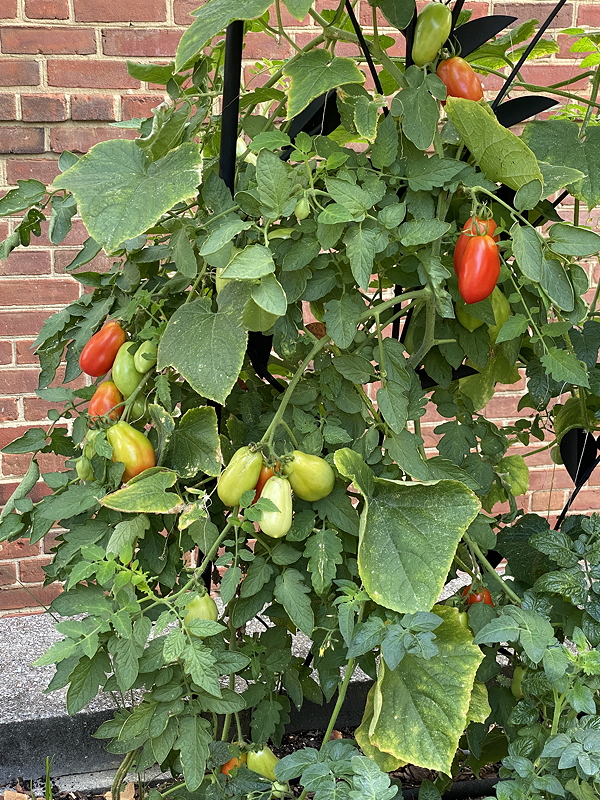 Tomatoes on trellis in raised bed