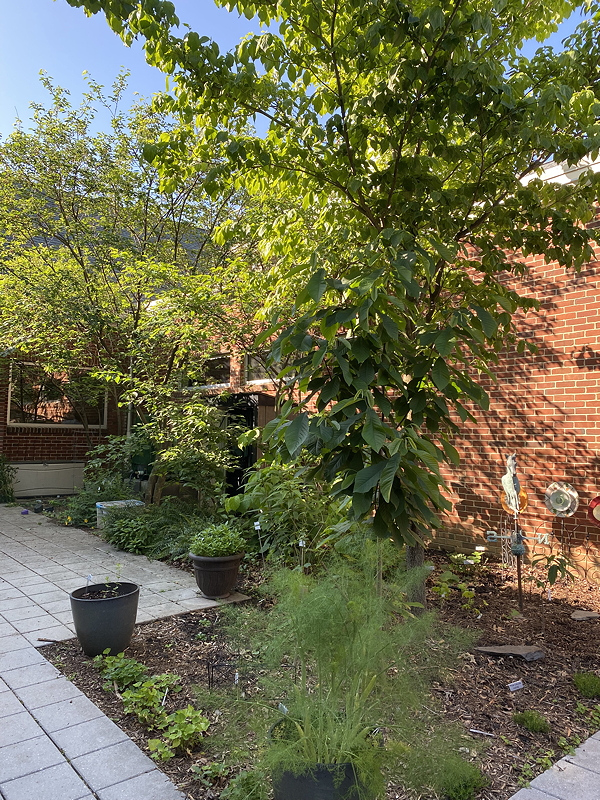 Small fruit and nut trees
