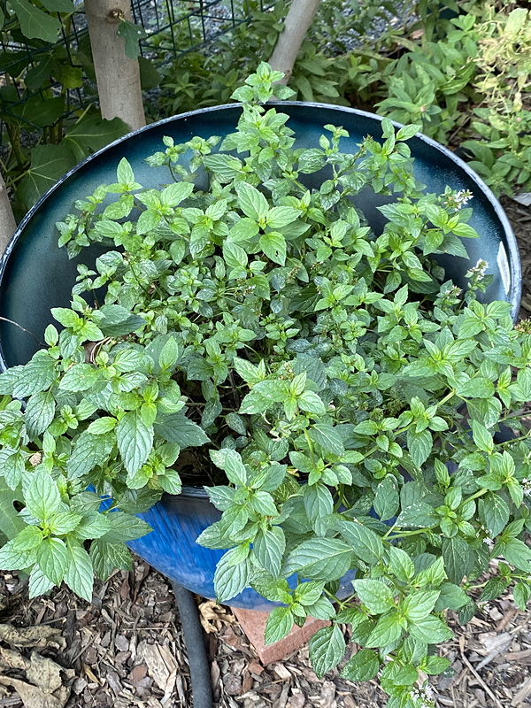 Container controls growth of mint