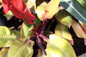 Philodendron 'Prince of Orange'
