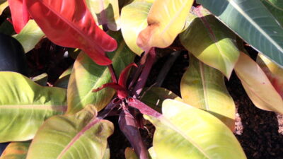 Philodendron 'Prince of Orange'