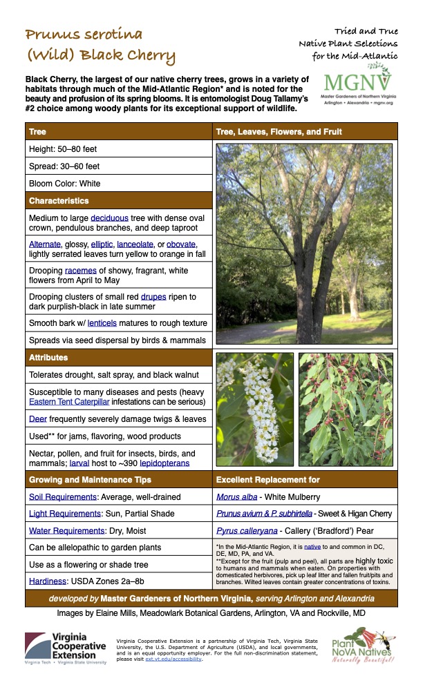 Prunus serotina
Tried and True Native Plant Selections (Wild) Black Cherry for the Mid-Atlantic
Black Cherry, the largest of our native cherry trees, grows in a variety of habitats through much of the Mid-Atlantic Region* and is noted for the beauty and profusion of its spring blooms. It is entomologist Doug Tallamy’s #2 choice among woody plants for its exceptional support of wildlife.
Tree Tree, Leaves, Flowers, and Fruit
Height: 50–80 feet
Spread: 30–60 feet
Bloom Color: White
Characteristics
Medium to large deciduous tree with dense oval crown, pendulous branches, and deep taproot
Alternate, glossy, elliptic, lanceolate, or obovate, lightly serrated leaves turn yellow to orange in fall
Drooping racemes of showy, fragrant, white flowers from April to May
Drooping clusters of small red drupes ripen to dark purplish-black in late summer
Smooth bark w/ lenticels matures to rough texture
Spreads via seed dispersal by birds & mammals
Attributes
Tolerates drought, salt spray, and black walnut
Susceptible to many diseases and pests (heavy Eastern Tent Caterpillar infestations can be serious)
Deer frequently severely damage twigs & leaves
Used** for jams, flavoring, wood products
Nectar, pollen, and fruit for insects, birds, and mammals; larval host to ~390 lepidopterans
Growing and Maintenance Tips
Excellent Replacement for
Soil Requirements: Average, well-drained
Morus alba - White Mulberry
Light Requirements: Sun, Partial Shade
Prunus avium & P. subhirtella - Sweet & Higan Cherry
Water Requirements: Dry, Moist
Pyrus calleryana - Callery (‘Bradford’) Pear
Can be allelopathic to garden plants
*In the Mid-Atlantic Region, it is native to and common in DC, DE, MD, PA, and VA.
**Except for the fruit (pulp and peel), all parts are highly toxic to humans and mammals when eaten. On properties with
domesticated herbivores, pick up leaf litter and fallen fruit/pits and branches. Wilted leaves contain greater concentrations of toxins.
Use as a flowering or shade tree
Hardiness: USDA Zones 2a–8b
developed by Master Gardeners of Northern Virginia, serving Arlington and Alexandria
Images by Elaine Mills, Meadowlark Botanical Gardens, Arlington, VA and Rockville, MD