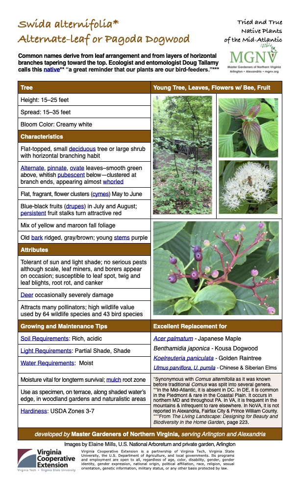 Swida alternifolia*
Alternate-leaf or Pagoda Dogwood
Common names derive from leaf arrangement and from layers of horizontal branches tapering toward the top. Ecologist and entomologist Doug Tallamy calls this native** “a great reminder that our plants are our bird-feeders.”***
Tried and True Native Plants of the Mid-Atlantic
Tree Young Tree, Leaves, Flowers w/ Bee, Fruit
Height: 15–25 feet
Spread: 15–35 feet
Bloom Color: Creamy white
Characteristics
Flat-topped, small deciduous tree or large shrub with horizontal branching habit
Alternate, pinnate, ovate leaves–smooth green above, whitish pubescent below—clustered at branch ends, appearing almost whorled
Flat, fragrant, flower clusters (cymes) May to June
Blue-black fruits (drupes) in July and August; persistent fruit stalks turn attractive red
Mix of yellow and maroon fall foliage
Old bark ridged, gray/brown; young stems purple
Attributes
Tolerant of sun and light shade; no serious pests although scale, leaf miners, and borers appear on occasion; susceptible to leaf spot, twig and leaf blights, root rot, and canker
Deer occasionally severely damage
Attracts many pollinators; high wildlife value used by 64 wildlife species and 43 bird species
Growing and Maintenance Tips
Excellent Replacement for
Soil Requirements: Rich, acidic
Acer palmatum - Japanese Maple
Benthamidia japonica - Kousa Dogwood Koelreuteria paniculata - Golden Raintree Ulmus parviflora, U. pumila - Chinese & Siberian Elms
Light Requirements: Partial Shade, Shade
Water Requirements: Moist
Moisture vital for longterm survival; mulch root zone
*Synonymous with Cornus alternifolia as it was known before traditional Cornus was split into several genera. **In the Mid-Atlantic, it is absent in DC. In DE, it is common in the Piedmont & rare in the Coastal Plain. It occurs in northern MD and throughout PA. In VA, it is frequent in the mountains & infrequent to rare elsewhere. In NoVA, it is not reported In Alexandria, Fairfax City & Prince William County. ***From The Living Landscape: Designing for Beauty and Biodiversity in the Home Garden, page 223.
Use as specimen, on terrace, along shaded water’s edge, in woodland gardens and naturalistic areas
Hardiness: USDA Zones 3-7
developed by Master Gardeners of Northern Virginia, serving Arlington and Alexandria
Images by Elaine Mills, U.S. National Arboretum and private garden, Arlington