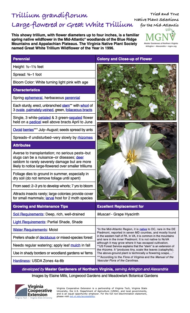 Trillium grandiflorum
Tried and True Native Plant Selections Large-flowered or Great White Trillium for the Mid-Atlantic
This showy trillium, with flower diameters up to four inches, is a familiar spring native wildflower in the Mid-Atlantic* woodlands of the Blue Ridge Mountains and Appalachian Plateaus. The Virginia Native Plant Society named Great White Trillium Wildflower of the Year in 1996.
Perennial Colony and Close-up of Flower
Height: 1⁄2–11⁄2 feet
Spread: 3⁄4–1 foot
Bloom Color: White turning light pink with age
Characteristics
Spring ephemeral, herbaceous perennial
Each sturdy, erect, unbranched stem** with whorl of 3 ovate, palmately-veined, green, foliaceous bracts
Single, 3 white-petaled & 3 green-sepaled flower held on a pedicel well above bracts April to June
Ovoid berries*** July–August; seeds spread by ants
Spreads–if undisturbed–very slowly by rhizomes
Attributes
Averse to transplantation; no serious pests–but slugs can be a nuisance–or diseases; deer seldom to rarely severely damage but are more likely to notice large-flowered over smaller trilliums
Foliage dies to ground in summer, especially in dry soil (do not remove foliage until spent)
From seed: 2–3 yrs to develop whorls; 7 yrs to bloom
Attracts insects rarely; large colonies provide cover for small mammals; larval host for 2 moth species
Growing and Maintenance Tips
Excellent Replacement for
Soil Requirements: Deep, rich, well-drained
Muscari - Grape Hyacinth
Light Requirements: Partial Shade, Shade
Water Requirements: Moist
*In the Mid-Atlantic Region, it is native to DC, rare in the DE Piedmont, reported in seven MD counties, and mostly found in the western half of PA. In VA, it is common in the mountains and rare in the inner Piedmont. It is not native to NoVA although it may grow where it has escaped cultivation.
**US Forest Service explains that the “stem” is an extension of the rhizome. It “produces tiny, scale like leaves (cataphylls). The above-ground plant is technically a flowering scape,...’ ***According to the Flora of Virginia and the Manual of the Vascular Flora of the Carolinas.
Prefers shade of deciduous or mixed-species forest
Needs regular watering; apply leaf mulch in fall
Use in shady borders or woodland gardens w/ ferns
Hardiness: USDA Zones 4a-8b
developed by Master Gardeners of Northern Virginia, serving Arlington and Alexandria
Images by Elaine Mills, Longwood Gardens and Meadowlark Botanical Gardens
