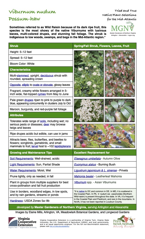 Tried and True Native Plant Selections Possum-haw for the Mid-Atlantic
Sometimes referred to as Wild Raisin because of its dark ripe fruit, this species is the most showy of the native Viburnums with lustrous leaves, multi-colored drupes, and stunning fall foliage. The shrub is indigenous to low woods, swamps, and bogs in the Mid-Atlantic region.*
Shrub Spring/Fall Shrub, Flowers, Leaves, Fruit
Height: 5–12 feet
Spread: 5–12 feet
Bloom Color: White
Characteristics
Multi-stemmed, upright, deciduous shrub with rounded, spreading crown
Opposite, elliptic to ovate or obovate, glossy leaves
Fragrant, creamy white flowers arranged in 5- inch wide, flat-topped cymes from May to June
Pale green drupes ripen to pink to purple to dark blue, appearing concurrently in clusters July to Oct
Maroon, burgundy, and red-purple fall foliage
Attributes
Tolerates wide range of soils, including wet; no serious pests or diseases; deer may browse twigs and leaves
Ripe drupes acidic but edible, can use in jams
Attracts bees, flies, butterflies, and beetles to flowers; songbirds, gamebirds, and small mammals to fruit; larval host to ~102 lepidopterans
Growing and Maintenance Tips
Soil Requirements: Well-drained, acidic
Light Requirements: Sun, Partial Shade
Water Requirements: Moist, Wet
Excellent Replacement for
Elaeagnus umbellata - Autumn Olive
Euonymus alatus - Burning Bush
Ligustrum japonicum & L. sinense - Privets
Prune lightly, only as needed, in fall
Plant in groups from multiple suppliers for best cross-pollination and fall fruit production
Mahonia bealei - Leatherleaf Mahonia
Viburnum spp. - Asian Viburnums
Use in borders, woodland edges, in low spots, and by rain gardens, streams or ponds
*It is native to DC and common in DE. In MD, it is scattered in the Coastal Plain. In PA, V. nudum var. cassinoides (Northern Wild-raisin) is present throughout the state. In VA, it is frequent in the Coastal Plain and Piedmont, and rare in the mountains. In NoVA, it has not been reported in Loudoun County.
Hardiness: USDA Zones 5a–9b
developed by Master Gardeners of Northern Virginia, serving Arlington and Alexandria
Images by Elaine Mills, Arlington, VA, Meadowlark Botanical Gardens, and Longwood Gardens