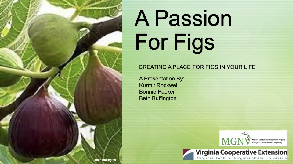 A Passion for figs title slide