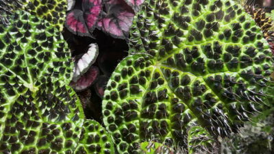 Begonia ferox leaves with spikes