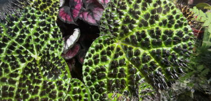 Begonia ferox leaves with spikes
