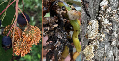 Fungi: cedar rust on serviceberry fruit, root rot on an orchid, and wood-decaying mushrooms on a log.