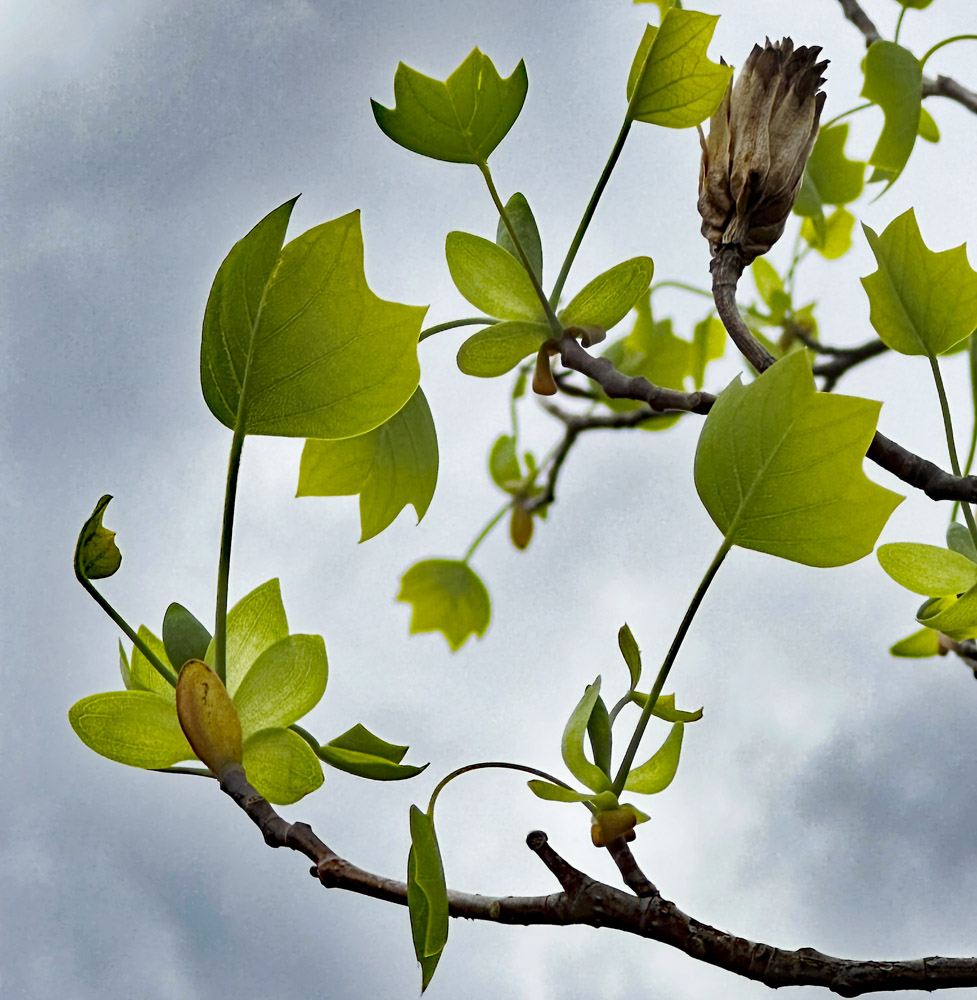 Annular stipules cover the young leaves of Liriodendron tulipifera, but as leaves expand, they split into pairs of tongue-shaped stipules on both sides of the petiole.