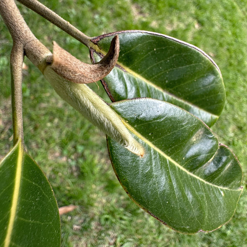 Magnolia grandiflora (southern magnolia) stipules in free lateral form displaying caduous tendency in April.