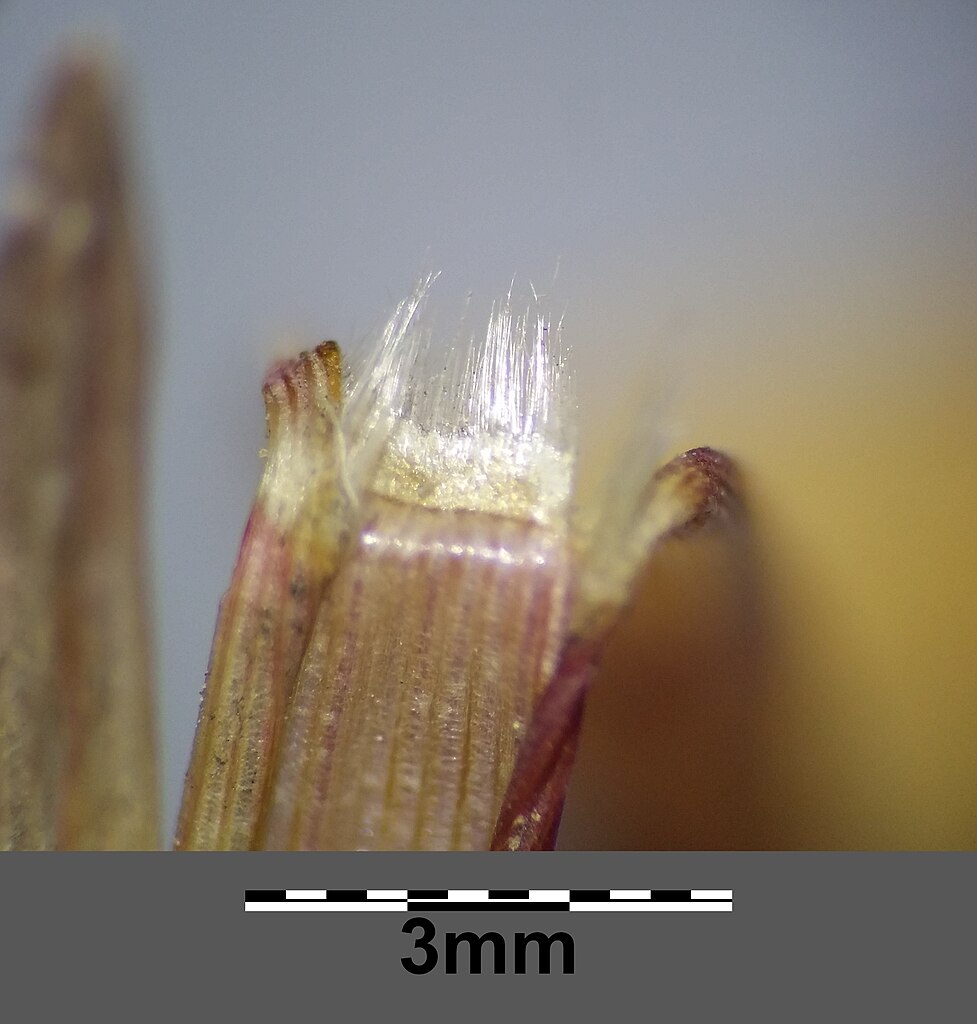 Leaf sheath with ligule of native Panicum dichotomiflorum (spreading panic grass). Photo © Stefan.lefnaer CC BY-SA 4.0