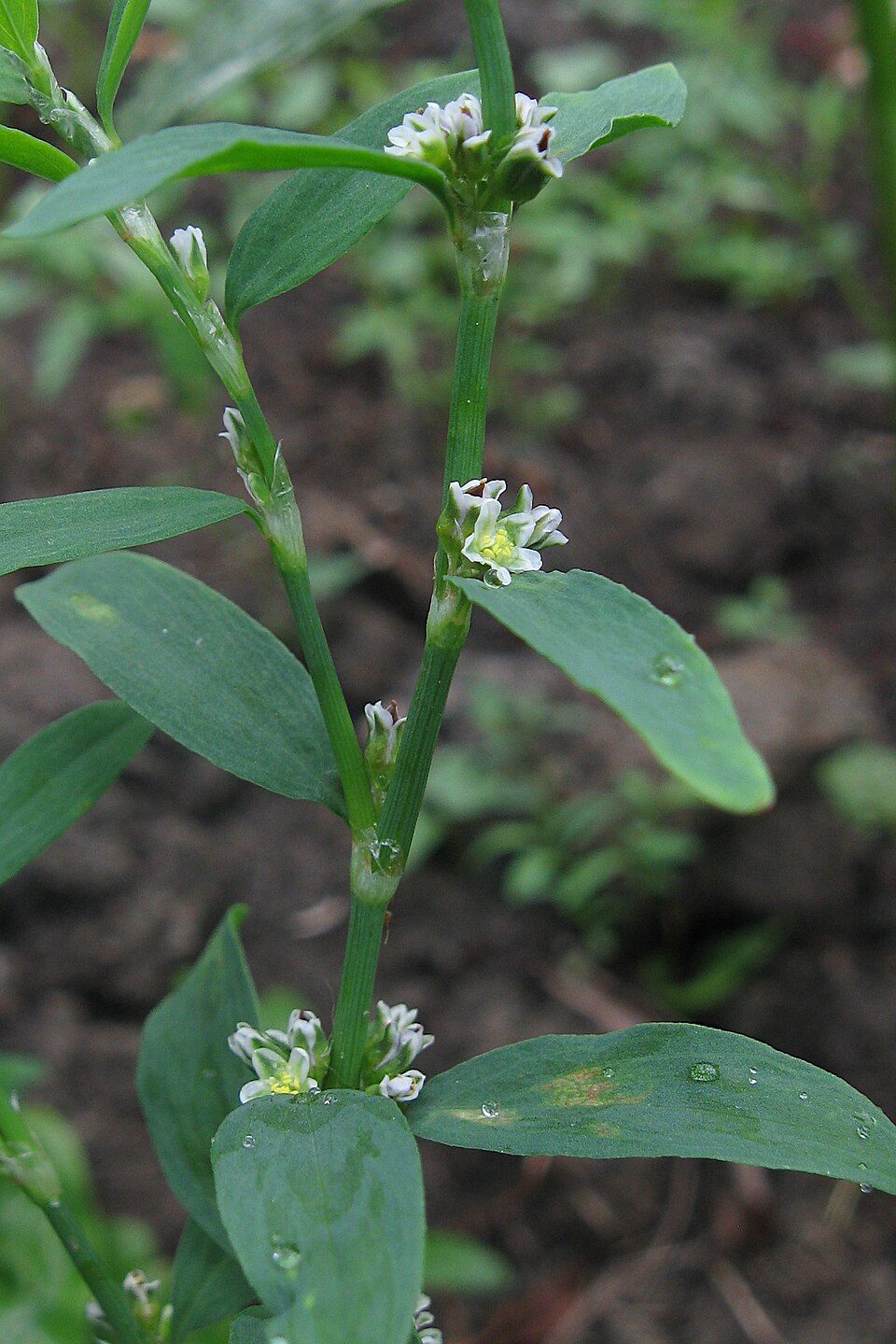Silvery ocreate stipules of Polygonum erectum (erect knotweed) often disintegrate into persistent brown fibers. Photo courtesy Cbaile19