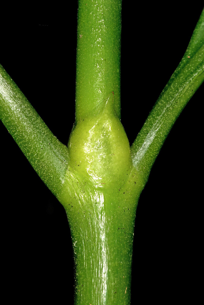 Still intact interpetiolar stipule of Psychotria capensis subsp. capensis (black bird berry). Photo © SAplants CC BY-SA 4.0