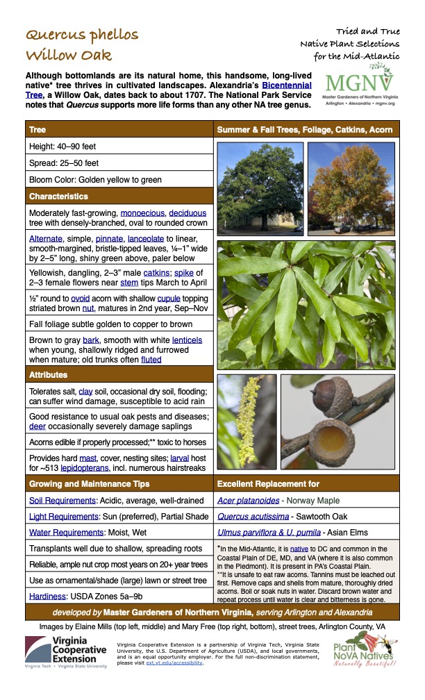 Quercus phellos
Tried and True Native Plant Selections Willow Oak for the Mid-Atlantic
Although bottomlands are its natural home, this handsome, long-lived native* tree thrives in cultivated landscapes. Alexandria’s Bicentennial Tree, a Willow Oak, dates back to about 1707. The National Park Service notes that Quercus supports more life forms than any other NA tree genus.
Tree Summer & Fall Trees, Foliage, Catkins, Acorn
Height: 40–90 feet
Spread: 25–50 feet
Bloom Color: Golden yellow to green
Characteristics
Moderately fast-growing, monoecious, deciduous tree with densely-branched, oval to rounded crown
Alternate, simple, pinnate, lanceolate to linear, smooth-margined, bristle-tipped leaves, 1⁄4–1” wide by 2–5” long, shiny green above, paler below
Yellowish, dangling, 2–3” male catkins; spike of 2–3 female flowers near stem tips March to April
1⁄2” round to ovoid acorn with shallow cupule topping striated brown nut, matures in 2nd year, Sep–Nov
Fall foliage subtle golden to copper to brown
Brown to gray bark, smooth with white lenticels when young, shallowly ridged and furrowed when mature; old trunks often fluted
Attributes
Tolerates salt, clay soil, occasional dry soil, flooding; can suffer wind damage, susceptible to acid rain
Good resistance to usual oak pests and diseases; deer occasionally severely damage saplings
Acorns edible if properly processed;** toxic to horses
Provides hard mast, cover, nesting sites; larval host for ~513 lepidopterans, incl. numerous hairstreaks
Growing and Maintenance Tips
Excellent Replacement for
Soil Requirements: Acidic, average, well-drained
Acer platanoides - Norway Maple
Light Requirements: Sun (preferred), Partial Shade
Quercus acutissima - Sawtooth Oak
Water Requirements: Moist, Wet
Ulmus parviflora & U. pumila - Asian Elms
Transplants well due to shallow, spreading roots
*In the Mid-Atlantic, it is native to DC and common in the Coastal Plain of DE, MD, and VA (where it is also common in the Piedmont). It is present in PA’s Coastal Plain.
**It is unsafe to eat raw acorns. Tannins must be leached out first. Remove caps and shells from mature, thoroughly dried acorns. Boil or soak nuts in water. Discard brown water and repeat process until water is clear and bitterness is gone.
Reliable, ample nut crop most years on 20+ year trees
Use as ornamental/shade (large) lawn or street tree
Hardiness: USDA Zones 5a–9b
developed by Master Gardeners of Northern Virginia, serving Arlington and Alexandria
Images by Elaine Mills (top left, middle) and Mary Free (top right, bottom), street trees, Arlington County, VA