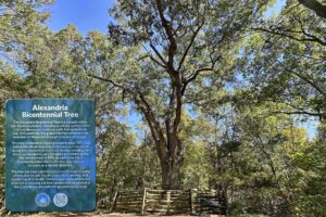 The Alexandria Bicentennial Tree, a Quercus phellos (willow oak), which was 116 feet tall with a trunk circumference of 208 inches in November 2024, is believed to have sprouted around 1707.