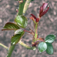 Rosa stipules, like those of hybrid “LeAnn Rimes,' are adnate along the petiole, an uncommon petiole base type found in only a few families.
