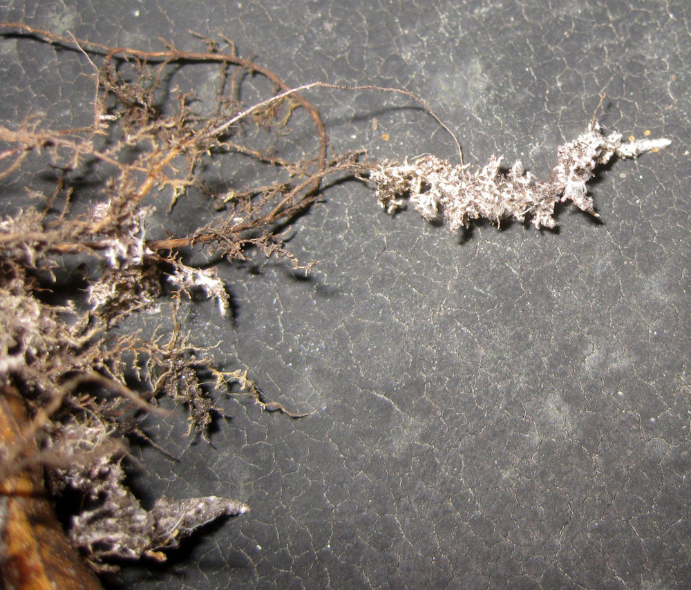 Quercus robur (pedunculate oak) root with mycorrhiza. Photo © Wilhelm Zimmerling PAR CC BY-SA 4.0