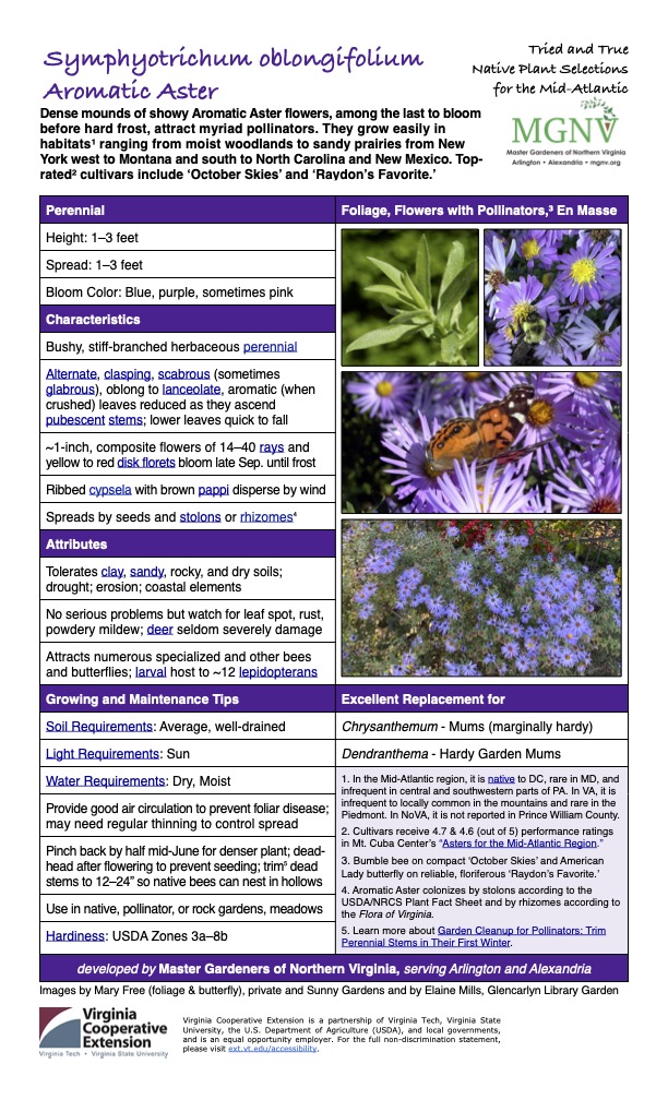 Symphyotrichum oblongifolium Aromatic Aster Tried and True Native Plant Selections for the Mid-Atlantic Dense mounds of showy Aromatic Aster flowers, among the last to bloom before hard frost, attract myriad pollinators. They grow easily in habitats1 ranging from moist woodlands to sandy prairies from New York west to Montana and south to North Carolina and New Mexico. Top- rated2 cultivars include ‘October Skies’ and ‘Raydon’s Favorite.’ Perennial Foliage, Flowers with Pollinators,3 En Masse Height: 1–3 feet Spread: 1–3 feet Bloom Color: Blue, purple, sometimes pink Characteristics Bushy, stiff-branched herbaceous perennial Alternate, clasping, scabrous (sometimes glabrous), oblong to lanceolate, aromatic (when crushed) leaves reduced as they ascend pubescent stems; lower leaves quick to fall ~1-inch, composite flowers of 14–40 rays and yellow to red disk florets bloom late Sep. until frost Ribbed cypsela with brown pappi disperse by wind Spreads by seeds and stolons or rhizomes4 Attributes Tolerates clay, sandy, rocky, and dry soils; drought; erosion; coastal elements No serious problems but watch for leaf spot, rust, powdery mildew; deer seldom severely damage Attracts numerous specialized and other bees and butterflies; larval host to ~12 lepidopterans Growing and Maintenance Tips Excellent Replacement for Soil Requirements: Average, well-drained Chrysanthemum - Mums (marginally hardy) Light Requirements: Sun Dendranthema - Hardy Garden Mums Water Requirements: Dry, Moist 1. In the Mid-Atlantic region, it is native to DC, rare in MD, and infrequent in central and southwestern parts of PA. In VA, it is infrequent to locally common in the mountains and rare in the Piedmont. In NoVA, it is not reported in Prince William County. 2. Cultivars receive 4.7 & 4.6 (out of 5) performance ratings in Mt. Cuba Center’s “Asters for the Mid-Atlantic Region.” 3. Bumble bee on compact ‘October Skies’ and American Lady butterfly on reliable, floriferous ‘Raydon’s Favorite.’ 4. Aromatic Aster colonizes by stolons according to the USDA/NRCS Plant Fact Sheet and by rhizomes according to the Flora of Virginia. 5. Learn more about Garden Cleanup for Pollinators: Trim Perennial Stems in Their First Winter. Provide good air circulation to prevent foliar disease; may need regular thinning to control spread Pinch back by half mid-June for denser plant; dead- head after flowering to prevent seeding; trim5 dead stems to 12–24” so native bees can nest in hollows Use in native, pollinator, or rock gardens, meadows Hardiness: USDA Zones 3a–8b developed by Master Gardeners of Northern Virginia, serving Arlington and Alexandria Images by Mary Free (foliage & butterfly), private and Sunny Gardens and by Elaine Mills, Glencarlyn Library Garden