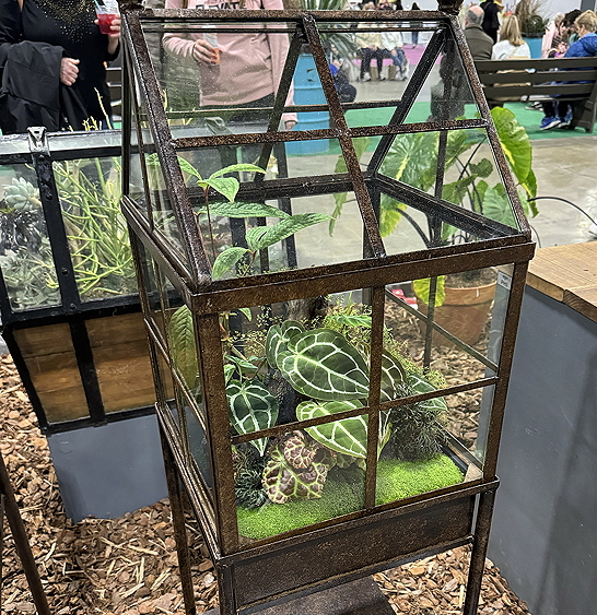 Terrarium on stand with multiple begonia plants