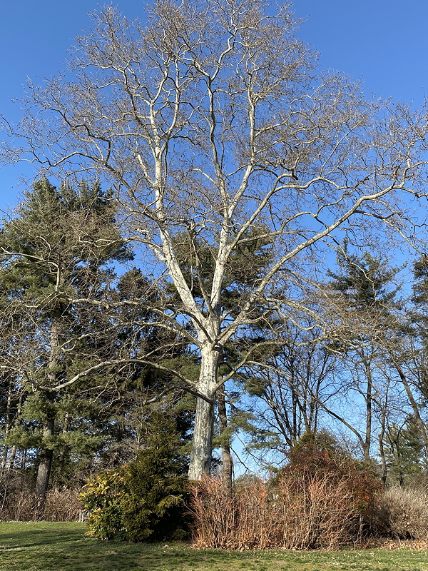 American sycamore (Platanus occidentalis),