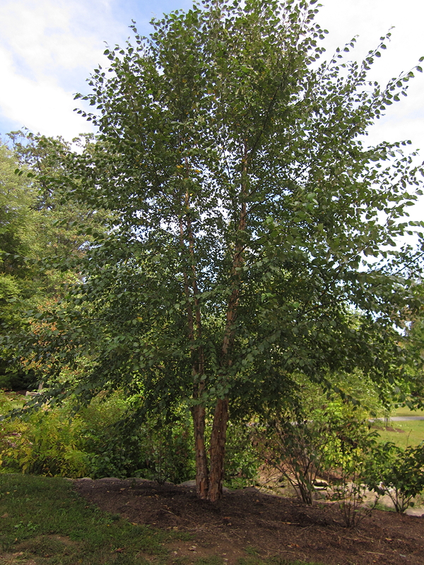 river birch (Betula nigra)