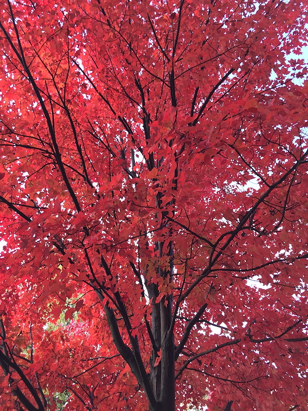 Red maple (Acer rubrum)