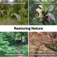 Collage featuring four images related to ecological restoration: supporting wildlife food webs, supporting pollinators, protecting watersheds, and building soil/sequestering carbon.