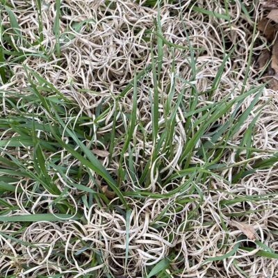 Danthonia spicata (poverty oatgrass) old and new blades in April.
