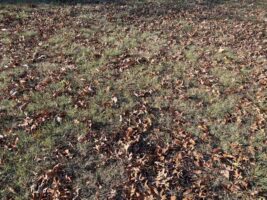 Danthonia spicata (poverty oatgrass) as a lawn at the Glencarlyn Library Community Garden in November.