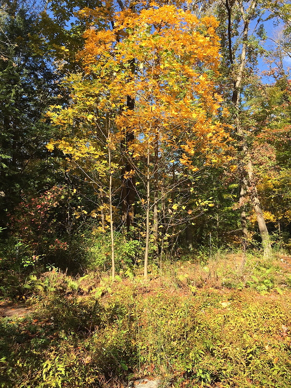 Liriodendron_tulipifera_in_Woods