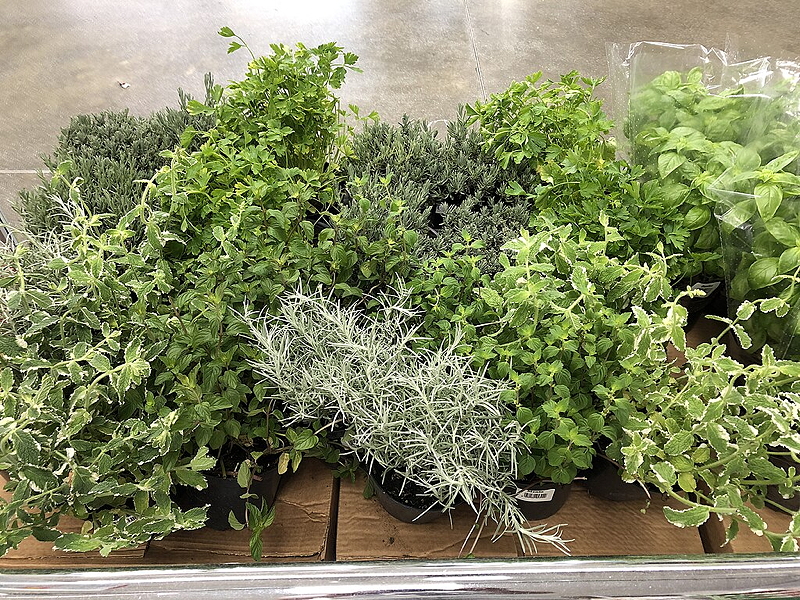 Display of various indoor herbs including mint, basil, and oregano, grouped in pots on a surface.