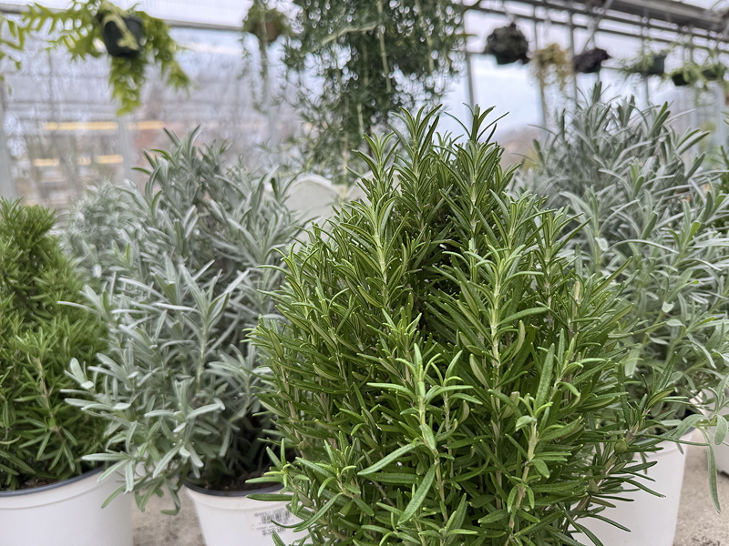 Close-up view of various indoor herbs, including rosemary and lavender, in pots, showcasing their lush green foliage.