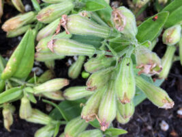 Silene caroliniana (wild pink) often has glandular pubescent stalks and calyxes.