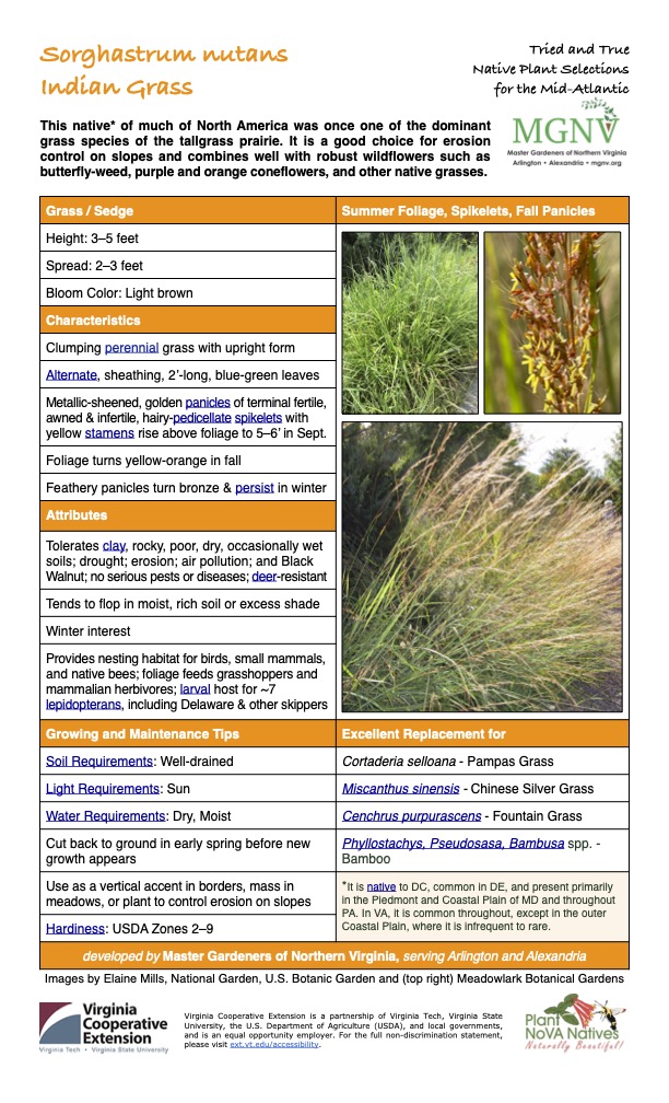Sorghastrum nutans Tried and True Native Plant Selections Indian Grass for the Mid-Atlantic This native* of much of North America was once one of the dominant grass species of the tallgrass prairie. It is a good choice for erosion control on slopes and combines well with robust wildflowers such as butterfly-weed, purple and orange coneflowers, and other native grasses. Grass / Sedge Summer Foliage, Spikelets, Fall Panicles Height: 3–5 feet Spread: 2–3 feet Bloom Color: Light brown Characteristics Clumping perennial grass with upright form Alternate, sheathing, 2’-long, blue-green leaves Metallic-sheened, golden panicles of terminal fertile, awned & infertile, hairy-pedicellate spikelets with yellow stamens rise above foliage to 5–6’ in Sept. Foliage turns yellow-orange in fall Feathery panicles turn bronze & persist in winter Attributes Tolerates clay, rocky, poor, dry, occasionally wet soils; drought; erosion; air pollution; and Black Walnut; no serious pests or diseases; deer-resistant Tends to flop in moist, rich soil or excess shade Winter interest Provides nesting habitat for birds, small mammals, and native bees; foliage feeds grasshoppers and mammalian herbivores; larval host for ~7 lepidopterans, including Delaware & other skippers Growing and Maintenance Tips Excellent Replacement for Soil Requirements: Well-drained Cortaderia selloana - Pampas Grass Light Requirements: Sun Miscanthus sinensis - Chinese Silver Grass Water Requirements: Dry, Moist Cenchrus purpurascens - Fountain Grass Cut back to ground in early spring before new growth appears Phyllostachys, Pseudosasa, Bambusa spp. - Bamboo Use as a vertical accent in borders, mass in meadows, or plant to control erosion on slopes *It is native to DC, common in DE, and present primarily in the Piedmont and Coastal Plain of MD and throughout PA. In VA, it is common throughout, except in the outer Coastal Plain, where it is infrequent to rare. Hardiness: USDA Zones 2–9 developed by Master Gardeners of Northern Virginia, serving Arlington and Alexandria Images by Elaine Mills, National Garden, U.S. Botanic Garden and (top right) Meadowlark Botanical Gardens