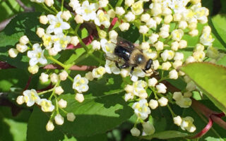 Viburnum prunifolium (black haw) cymes with syrphid fly in April.