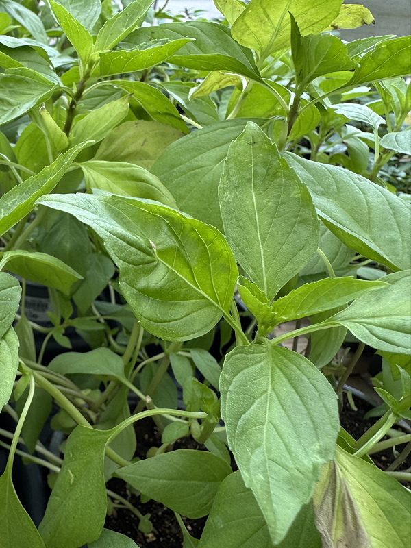 Close-up of lush, green basil leaves growing in pots, showcasing healthy foliage for indoor herb gardening.