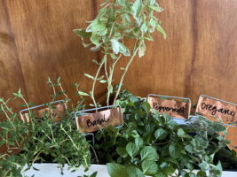 An assortment of herbs growing indoors, featuring basil, peppermint, oregano, and thyme, with plant labels in a container against a wooden backdrop.