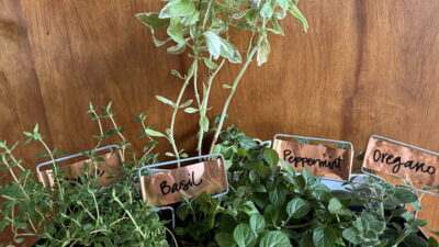 An assortment of herbs growing indoors, featuring basil, peppermint, oregano, and thyme, with plant labels in a container against a wooden backdrop.
