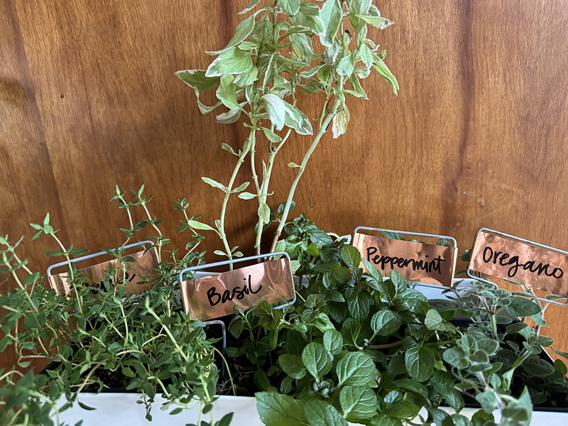 An assortment of herbs growing indoors, featuring basil, peppermint, oregano, and thyme, with plant labels in a container against a wooden backdrop.