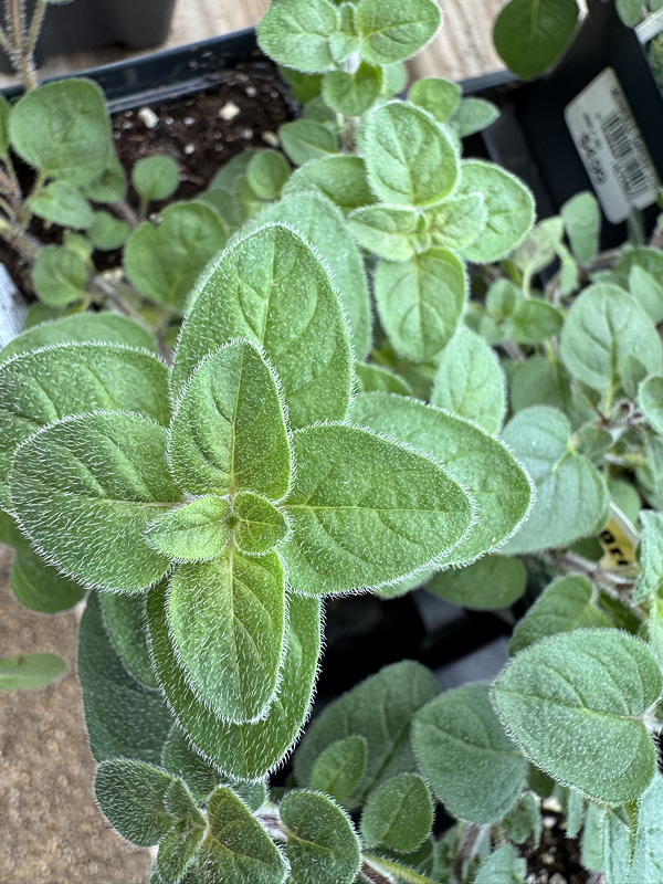 Close-up view of green oregano leaves with a fuzzy texture, growing in a pot.