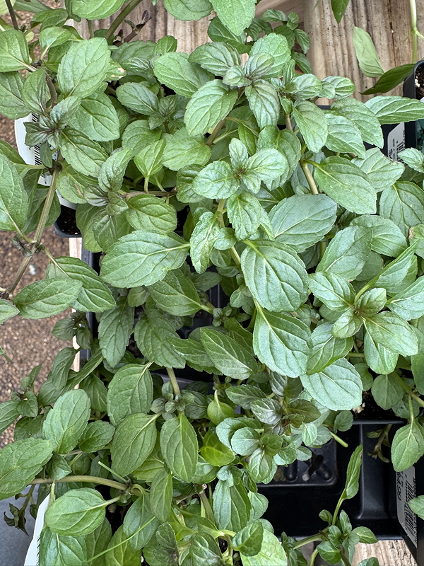 A close-up view of vibrant green peppermint leaves growing in a planter, emphasizing their lush and healthy appearance.